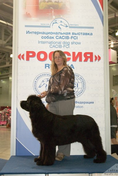 Фото: ньюфаундленд Sent Djons Rose for Me (Сент Джонс Роуз фо Ми)