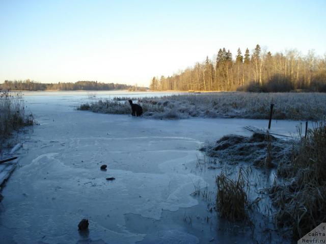 Фото: ньюфаундленд Talula Bell (Талула Белл)