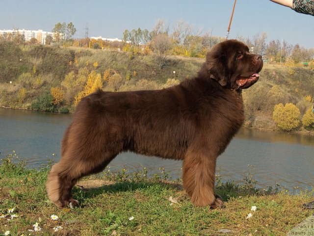 Фото: ньюфаундленд Aetna vom Riesrand (Aetna vom Riesrand)