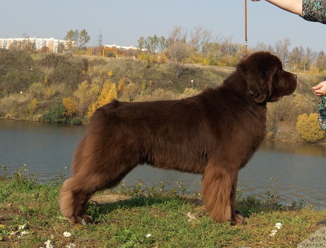 Фото: ньюфаундленд Aetna vom Riesrand (Aetna vom Riesrand)