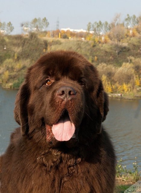 Фото: ньюфаундленд Aetna vom Riesrand (Aetna vom Riesrand)