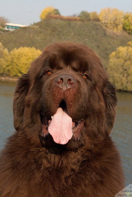 Фото: ньюфаундленд Aetna vom Riesrand (Aetna vom Riesrand)