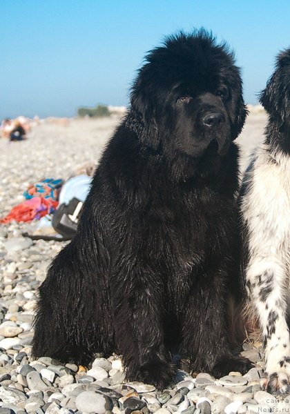 Фотография № 79157