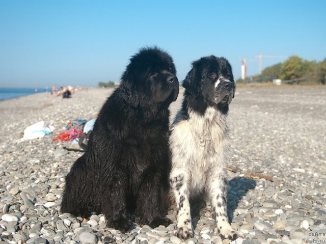 Фотография № 79158