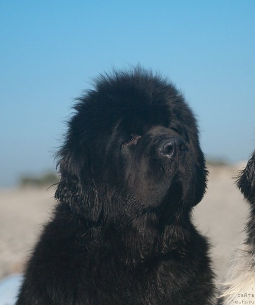 Фотография № 79159