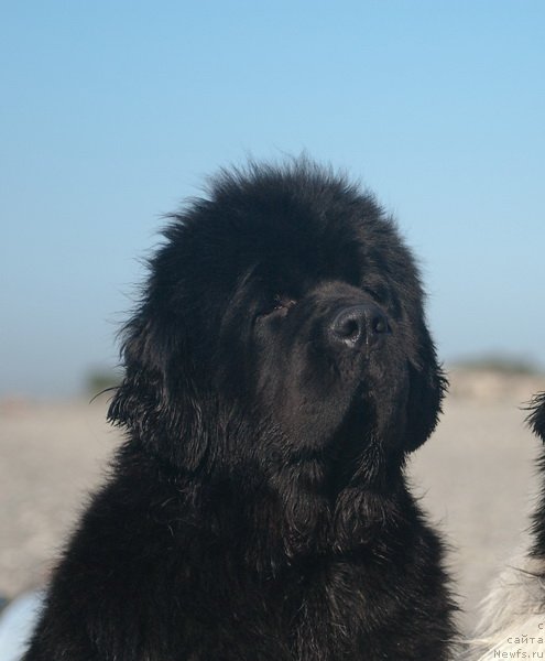 Фотография № 79160