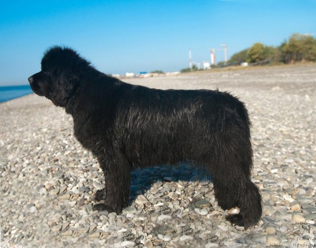 Фотография № 79161