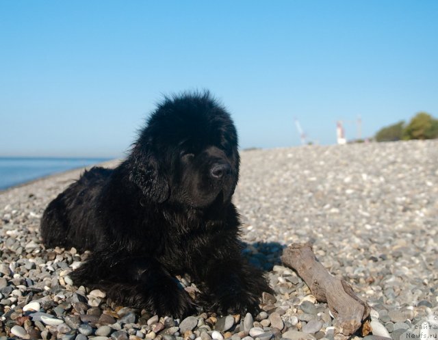 Фотография № 79163