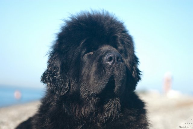 Фотография № 79165