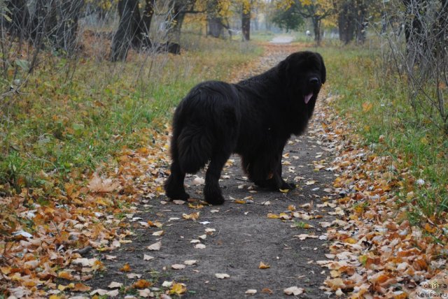 Фото: ньюфаундленд Slavjanka s Berega Dona (Славянка с Берега Дона)