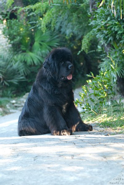 Фото: ньюфаундленд Sent Djons Rose for Me (Сент Джонс Роуз фо Ми)