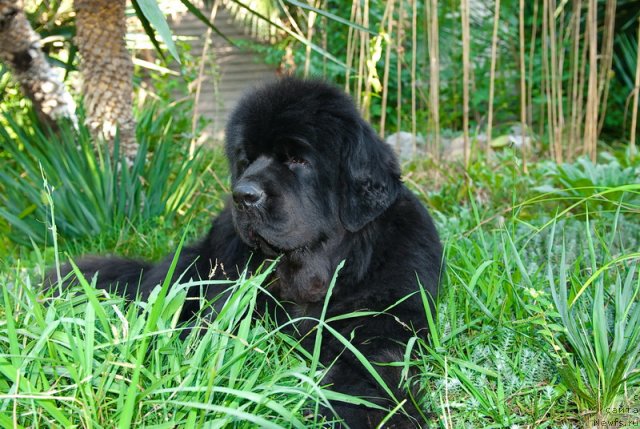 Фото: ньюфаундленд Sent Djons Rose for Me (Сент Джонс Роуз фо Ми)