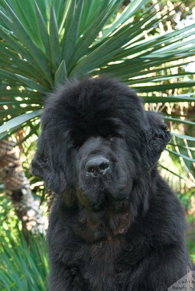 Фотография № 79178