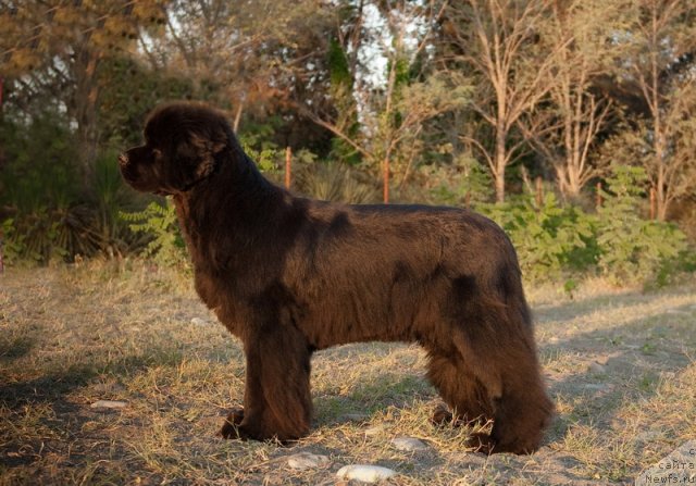 Фотография № 79182