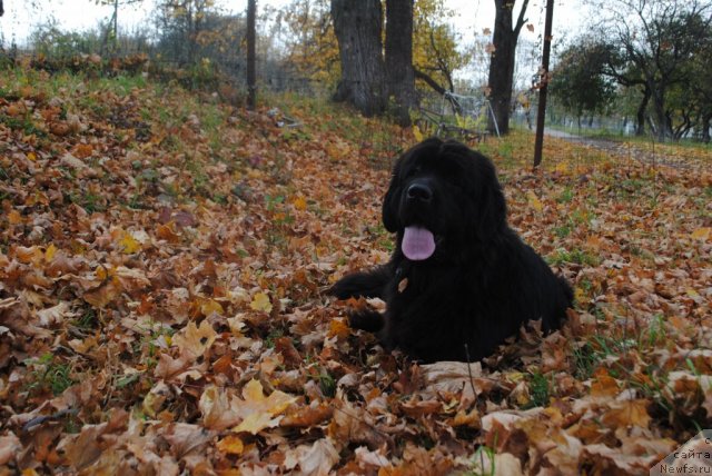 Фото: ньюфаундленд Slavjanka s Berega Dona (Славянка с Берега Дона)