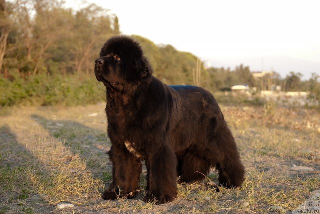 Фото: ньюфаундленд Sent Djons Rose for Me (Сент Джонс Роуз фо Ми)