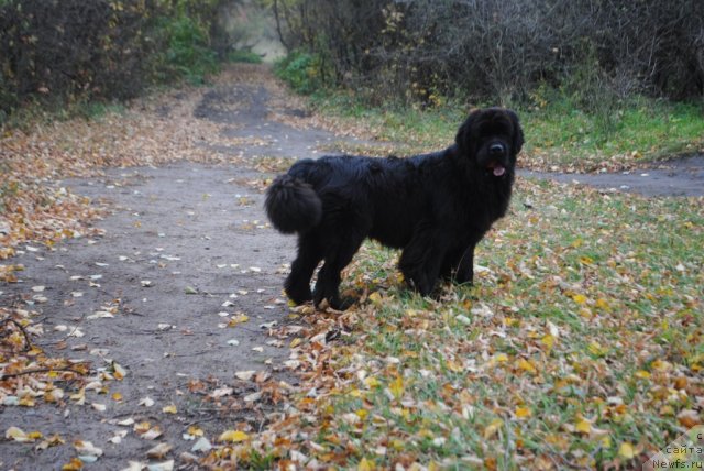 Фото: ньюфаундленд Slavjanka s Berega Dona (Славянка с Берега Дона)