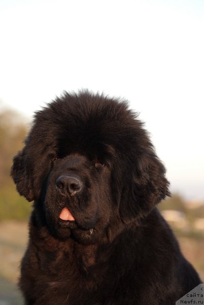 Фотография № 79194