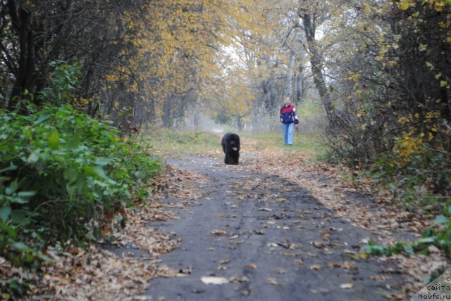 Фото: ньюфаундленд Slavjanka s Berega Dona (Славянка с Берега Дона), Elena Bobneva (Елена Бобнева)