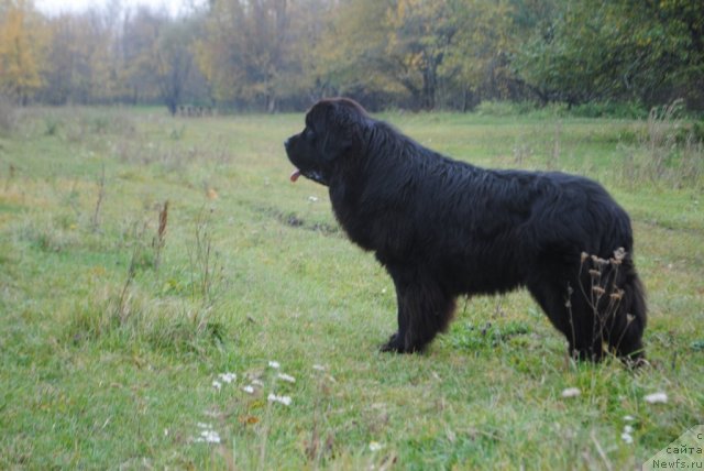 Фото: ньюфаундленд Slavjanka s Berega Dona (Славянка с Берега Дона)
