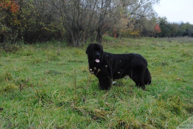 Фото: ньюфаундленд Slavjanka s Berega Dona (Славянка с Берега Дона)