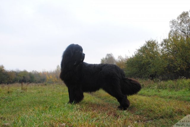 Фото: ньюфаундленд Slavjanka s Berega Dona (Славянка с Берега Дона)