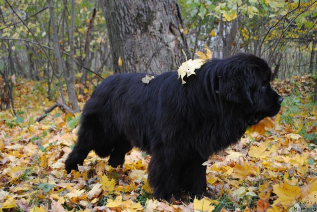 Фото: ньюфаундленд Slavjanka s Berega Dona (Славянка с Берега Дона)