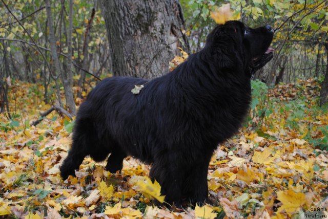Фото: ньюфаундленд Slavjanka s Berega Dona (Славянка с Берега Дона)