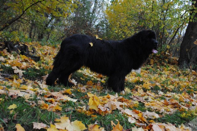 Фото: ньюфаундленд Slavjanka s Berega Dona (Славянка с Берега Дона)