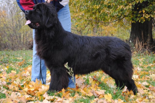 Фото: ньюфаундленд Slavjanka s Berega Dona (Славянка с Берега Дона)