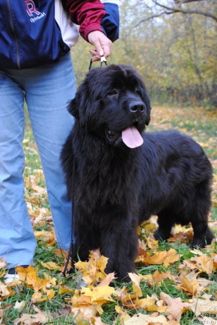 Фото: ньюфаундленд Slavjanka s Berega Dona (Славянка с Берега Дона)