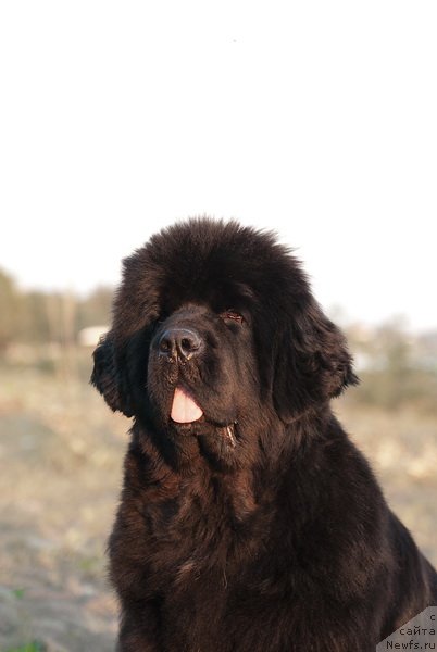 Фотография № 79207