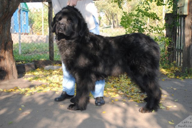 Фото: ньюфаундленд YUventus iz Antagrada (Ювентус из Антаграда)