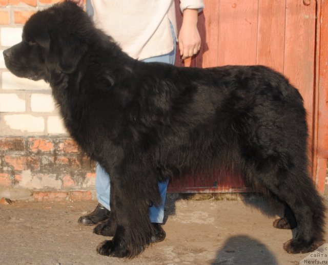 Фото: ньюфаундленд YUventus iz Antagrada (Ювентус из Антаграда)