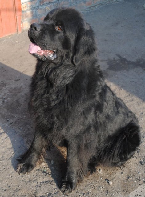 Фото: ньюфаундленд YUventus iz Antagrada (Ювентус из Антаграда)