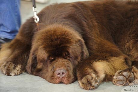 Фото: ньюфаундленд Aetna vom Riesrand (Aetna vom Riesrand)