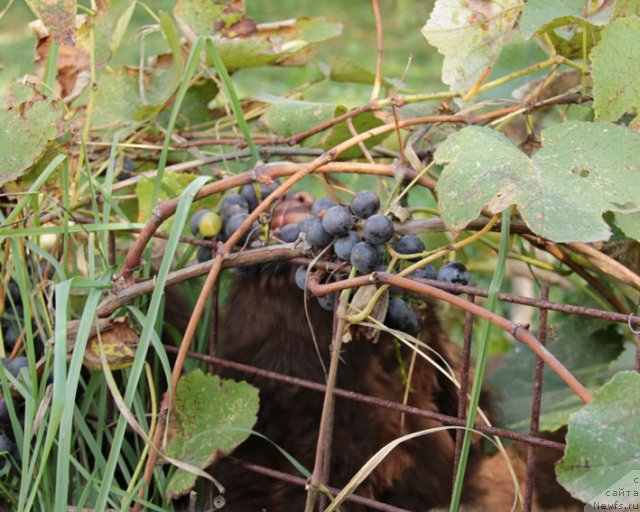 Фотография № 79240