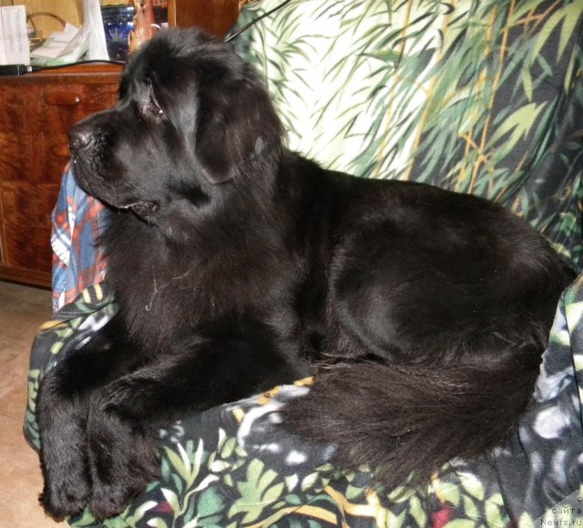 Фото: ньюфаундленд Aquatoriya Kelvin Kadril (Акватория Келвин Кадриль)