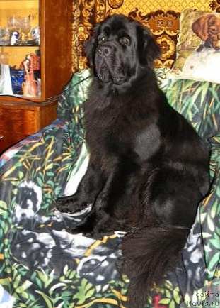 Фото: ньюфаундленд Aquatoriya Kelvin Kadril (Акватория Келвин Кадриль)