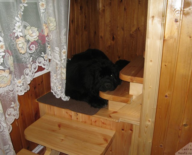 Фото: ньюфаундленд Pitern'yuf CHupa-CHups (Питерньюф Чупа-Чупс)