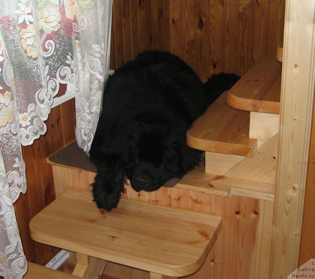 Фото: ньюфаундленд Pitern'yuf CHupa-CHups (Питерньюф Чупа-Чупс)