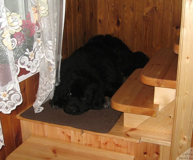 Фото: ньюфаундленд Pitern'yuf CHupa-CHups (Питерньюф Чупа-Чупс)