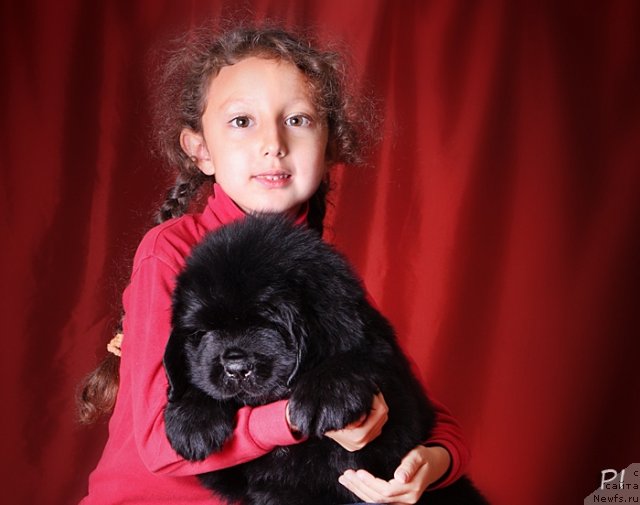 Фото: ньюфаундленд Vom Waterfall Land Ay Todor (Вом Ватерфалл Лэнд Ай Тодор)