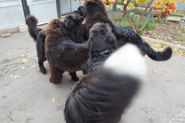 Фотография № 79268