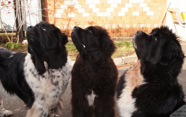 Фотография № 79281