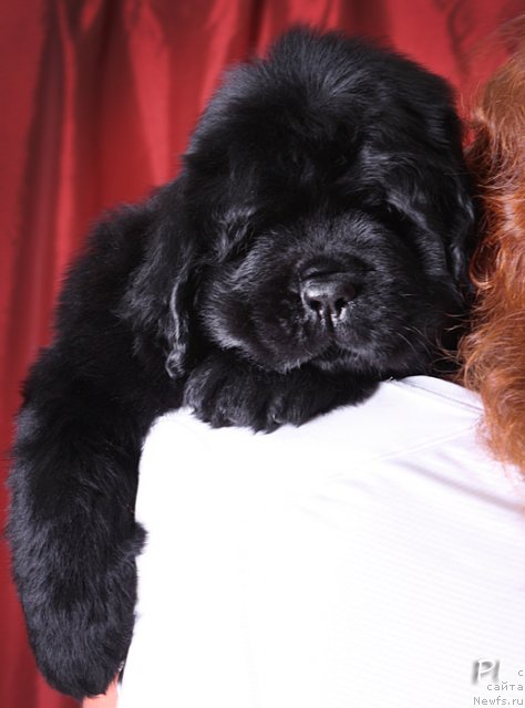 Фото: ньюфаундленд Vom Waterfall Land Ay Petri (Вом Ватерфалл Лэнд Ай Петри)