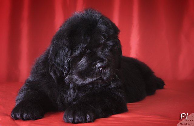 Фото: ньюфаундленд Vom Waterfall Land Ay Petri (Вом Ватерфалл Лэнд Ай Петри)