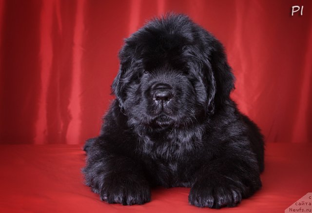 Фото: ньюфаундленд Vom Waterfall Land Ay Petri (Вом Ватерфалл Лэнд Ай Петри)