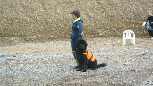 Фото: ньюфаундленд Smigar Gordon Fellow (Смигар Гордон-Феллоу), Nataliya Mihaylova (Наталия Михайлова)