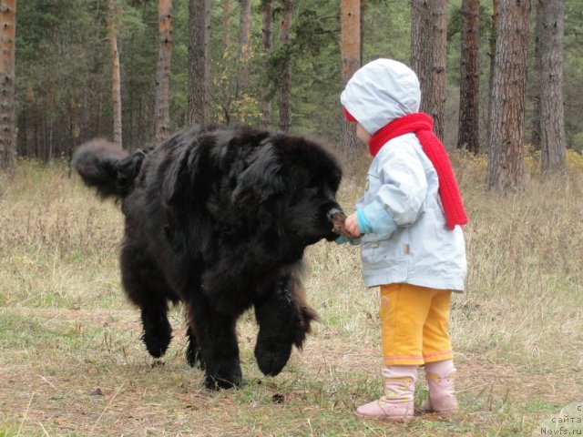 Фото: ньюфаундленд Jemchujina Sibiri ot Marleon Dusvik (Жемчужина Сибири от Марлеон Дусвик), Ева